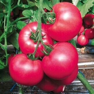 Томат "Рози Пик F1" (Rijder Seeds). Фасовка - 5 шт.