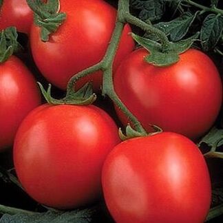 Томат " Перфектпил F1" (Seminis). Фасовка - 5 шт.