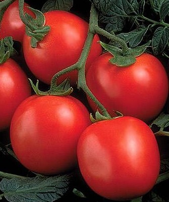 Томат " Перфектпил F1" (Seminis). Фасовка - 5 шт.