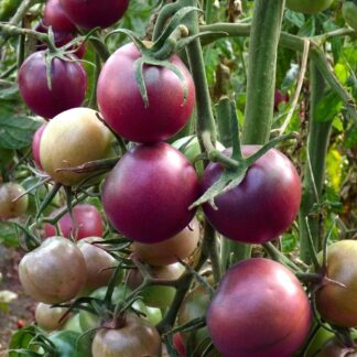 Томат "Виолет Бэби F1" ( Rijder Seeds). Фасовка - 5 шт.