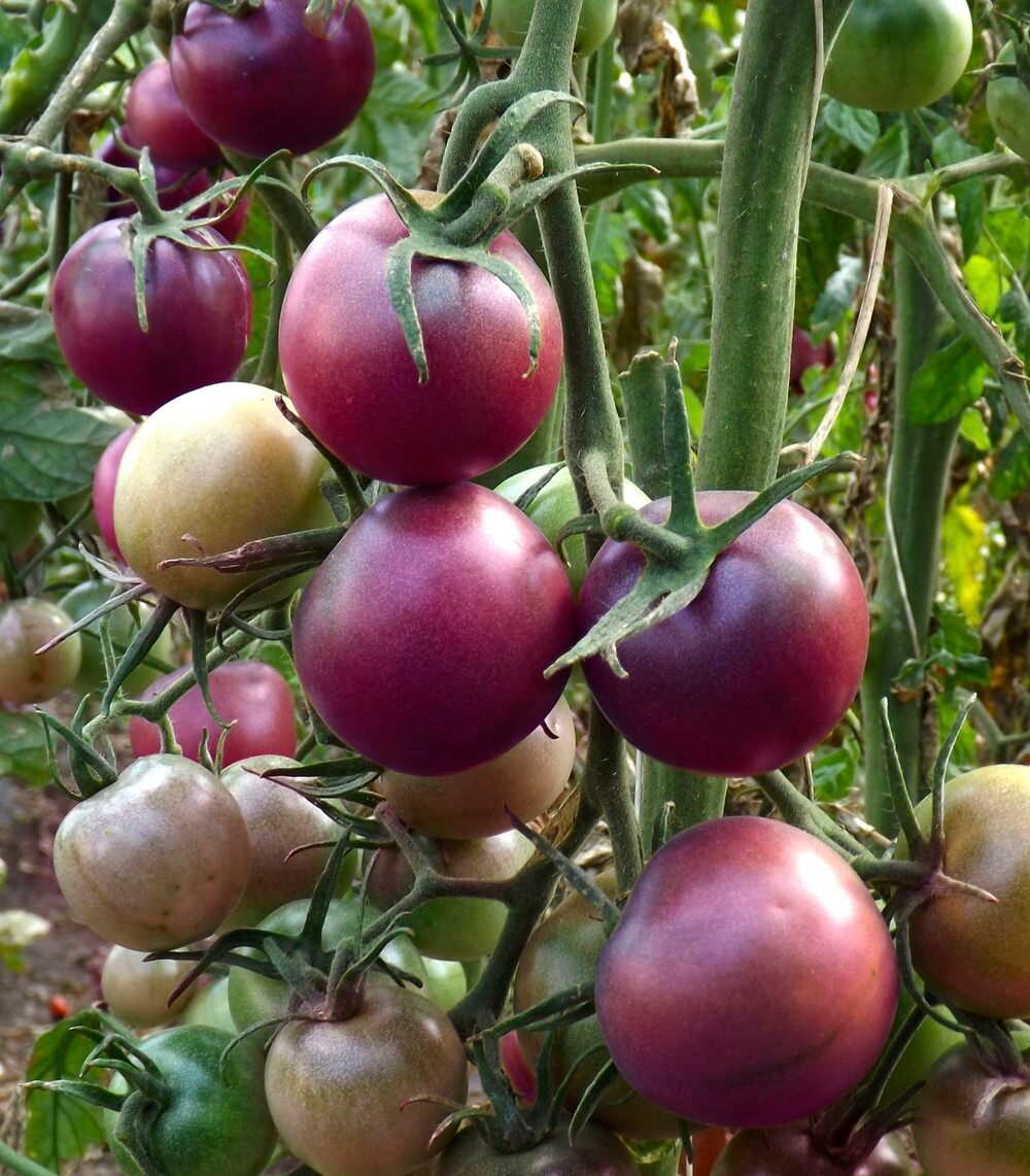 Томат "Виолет Бэби F1" ( Rijder Seeds). Фасовка - 5 шт.