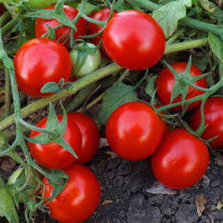 Томат "Кэн F1" (Global Seeds). Фасовка - 10 шт.