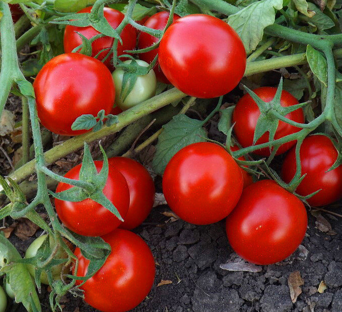 Томат "Кэн F1" (Global Seeds). Фасовка - 10 шт.