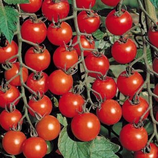 Томат Черри Блоссом (Sakata Seeds). Фасовка - 5 шт.