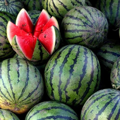 Арбуз "Ceylon F1"(Rijder Seeds). Фасовка - 5 шт.