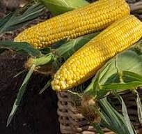 Кукуруза GSS-3071(Syngenta). Фасовка - 10 шт.