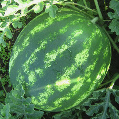 Арбуз "Шейни F1" (Kitano Seeds). Фасовка - 5 шт.