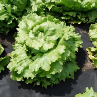 Семена салата айсберг "Экватор"(Global Seeds). Фасовка - 10 шт.