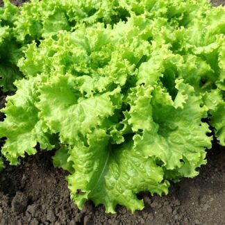 Салат "Чин Чин"(Rijder Seeds). Фасовка - 20 шт.