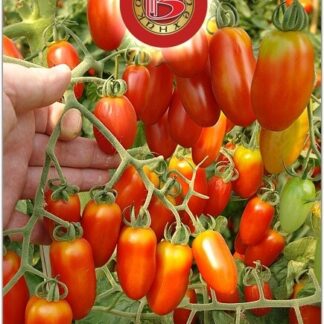Томат "Черрипальчики F1". Фасовка - 25 шт.