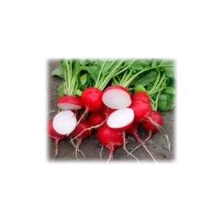 Редис "Глориeт F1" (Sakata Seeds). Фасовка - 3 гр.