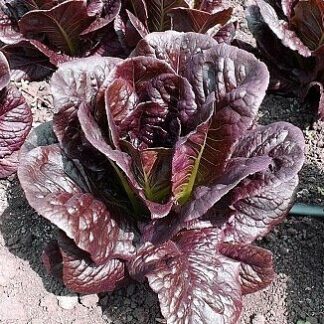 Салат " Red Irwin" (Rijder Seeds). Фасовка - 15 шт.
