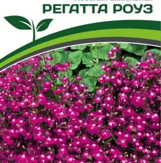 Лобелия ампельная "Регатта Роуз". Фасовка - 10 шт.