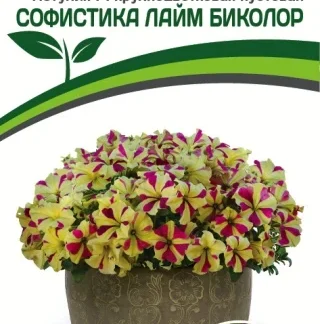 Петуния F1 крупноцветковая кустовая "Софистика Лайм Биколор". Фасовка - 5 шт.