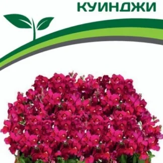 Львиный зев серия "Гранд Аморе" Куинджи. Фасовка - 10 шт.