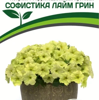 Петуния F1 крупноцветковая кустовая Софистика Лайм Грин. Фасовка - 5 шт.