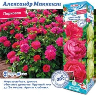 Роза Александр Маккензи (Канадская/Парковая).