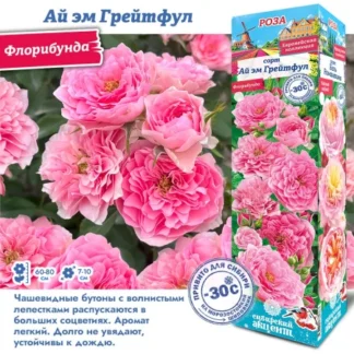 Роза Ай эм Грейтфул (Флорибунда).