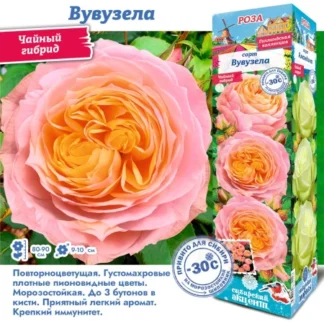 Роза Вувузелла (Чайно-гибридная)