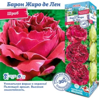 Роза Барон Жиро де Лен (Шраб)