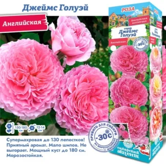 Роза Джеймс Голуэй (Английская)