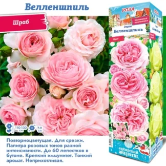 Роза Велленшпиль (Шраб)