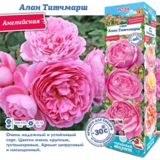 Роза Алан Титчмарш (Английская).