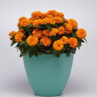 Цинния Zahara Bright Orange. Фасовка - 5 шт.
