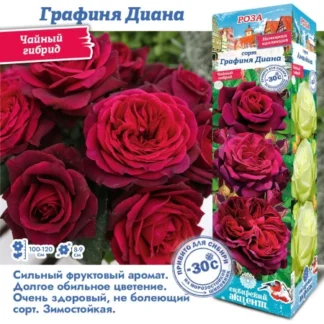 Роза Графиня Диана (Чайно-гибридная)