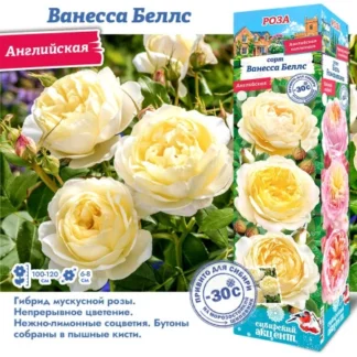 Роза Ванесса Беллс (Английская)