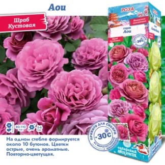 Роза Аои (Японская).