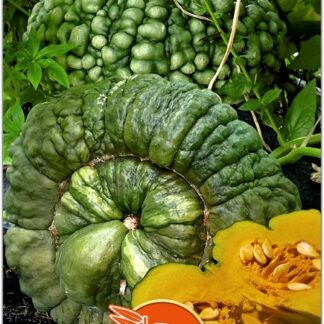 Тыква Марина из Киоджа. Фасовка - 5 шт.