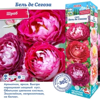 Роза Бель де Сегоза (Шраб)
