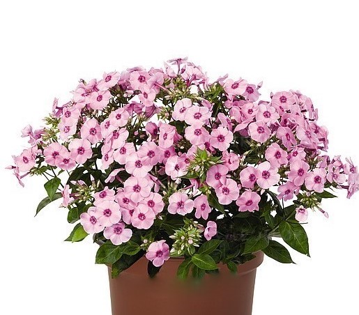 Флокс Flame Pro Pink Pop. Укоренённый черенок.
