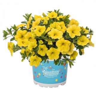 Калибрахоа Aloha Kona Yellow. Укоренённый черенок.