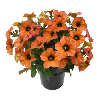 Петхоа Beautical Cinnamon. Укоренённый черенок.
