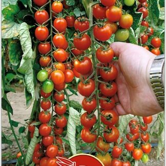 Томат Черри Краса Длинная коса. Фасовка - 20 шт.