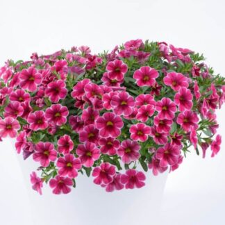 Калибрахоа Colibri CHERRY LACE. Укоренённый черенок.