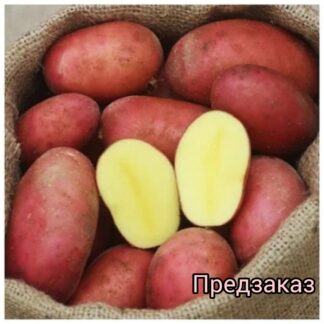 Картофель "Алуэт". Фасовка-3 кг.