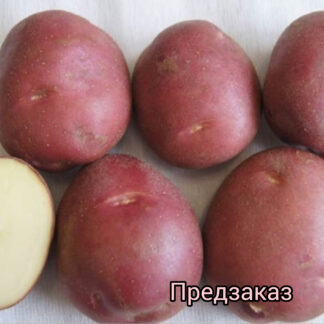 Картофель "Арго". Фасовка-3 кг.