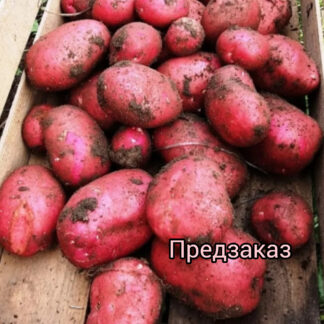 Картофель "Мемфис". Фасовка-3 кг.