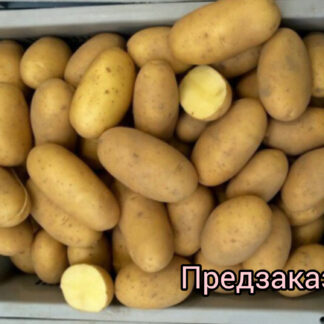 Картофель "Королева Анна". Фасовка-3 кг.