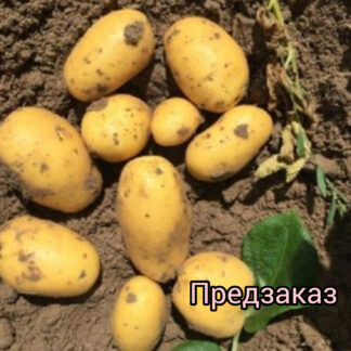 Картофель "Вега". Фасовка-3 кг.