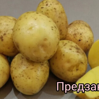 Картофель "Гала". Фасовка-3 кг.