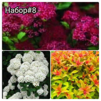 Набор декоративных кустарников#8. Горшок Р9. Егорьевский тепличный комбинат.