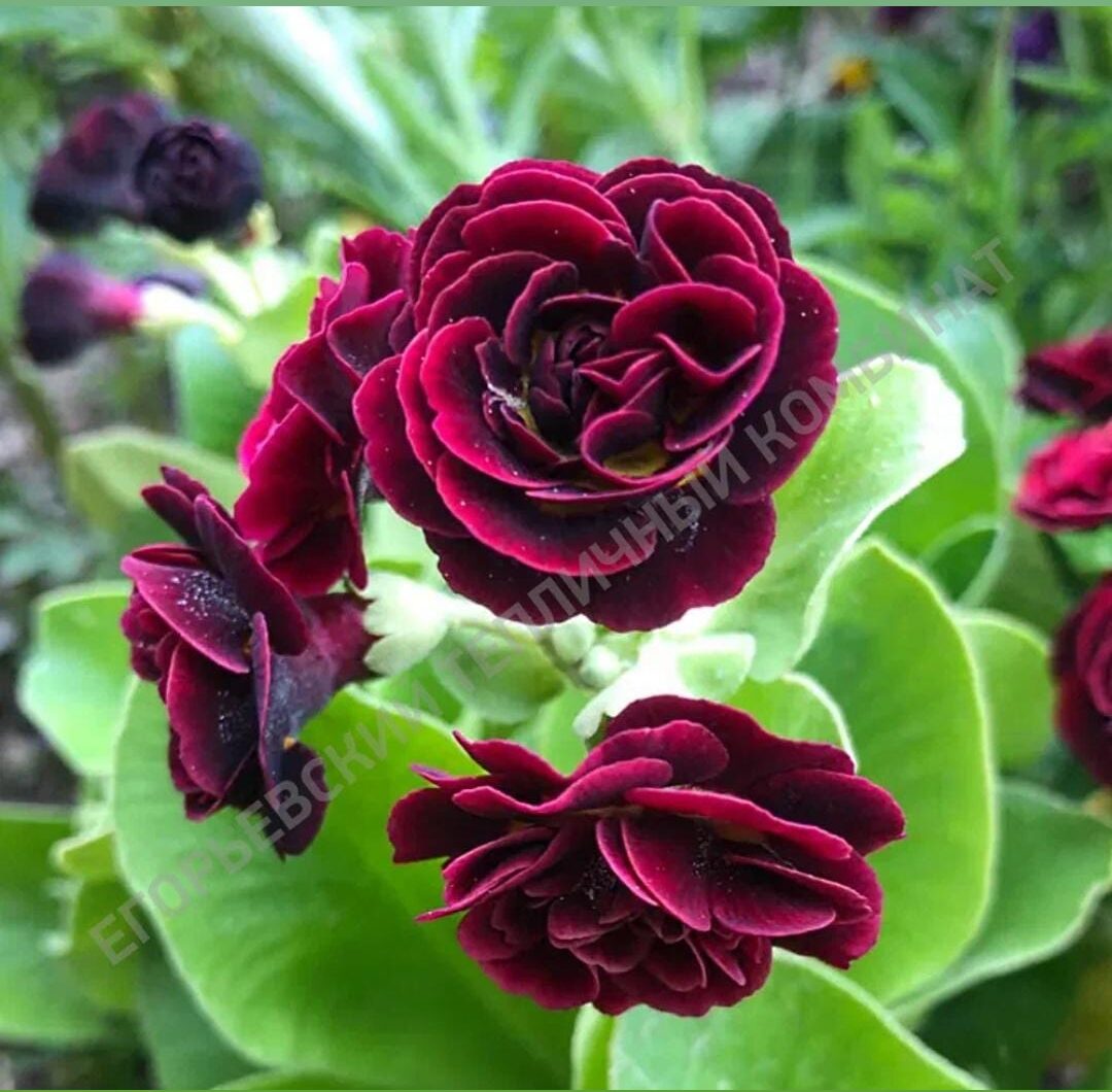 Примула Grimson Glow. Укоренённый черенок.