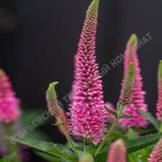 Вероника Lancita Pink. Укоренённый черенок.