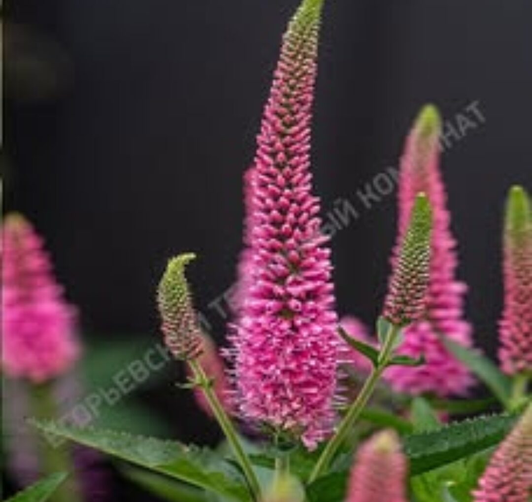 Вероника Lancita Pink. Укоренённый черенок.