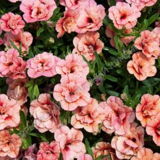 Калибрахоа Aloha Double Apricot. Укоренённый черенок.