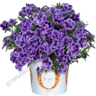 Калиобрахоа Aloha Double Sky Blue. Укоренённый черенок.